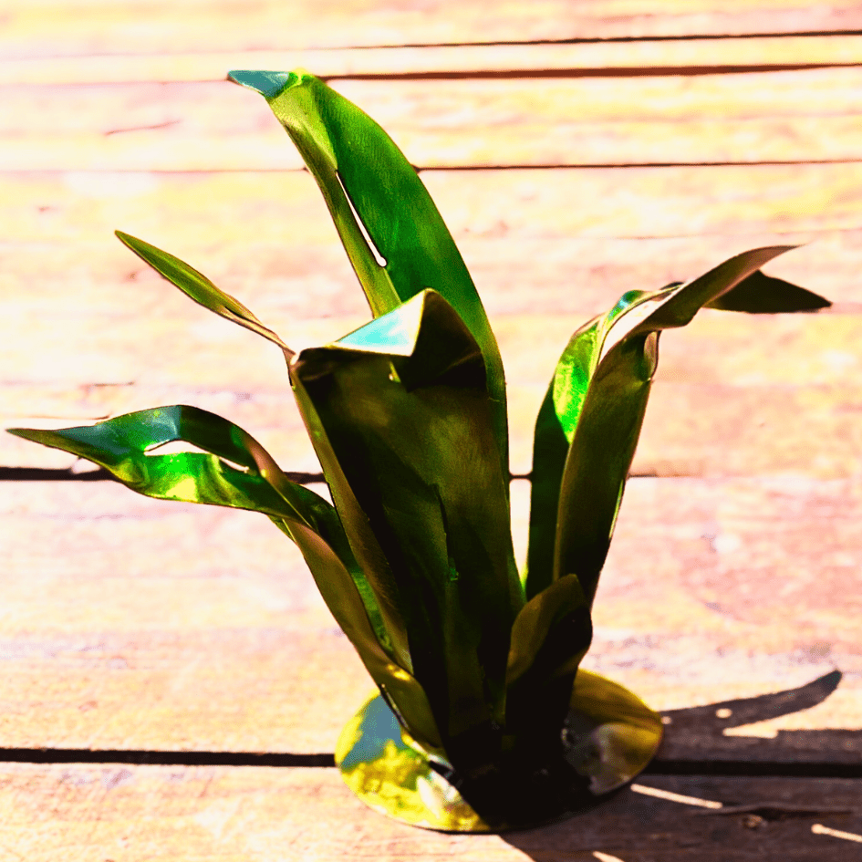 Green plant on a wooden surface with a blurred background