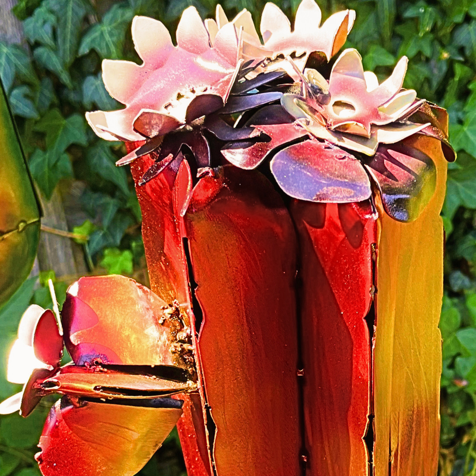 Fire Cactus with White Flowers