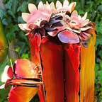Fire Cactus with White Flowers