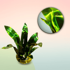 Artificial green plant with yellow base with a close-up inset on a gradient background