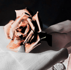 Close-up of a pink rose on a sheet with a dark background